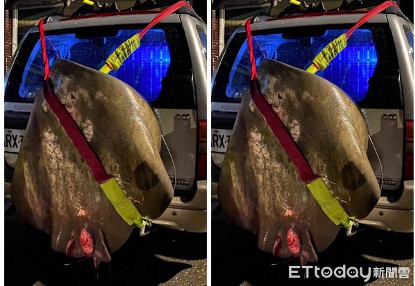 ▲魟魚繫上安全帶載回家。（圖／記者楊漢聲翻攝）