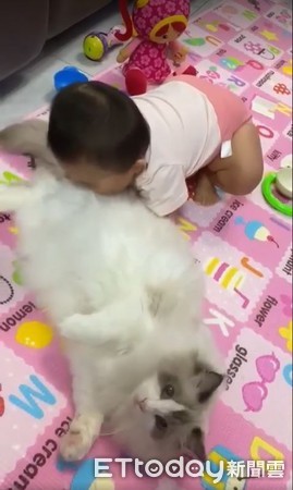 ▲寶寶也很喜歡「嚕貓」。（圖／飼主Dora媽提供）