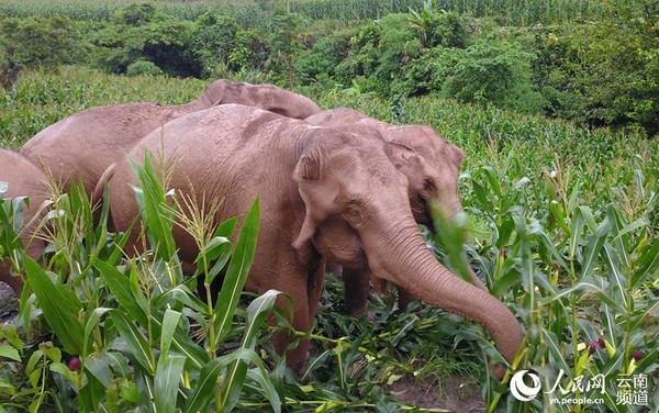 ▲▼在雲南普洱市境內活動的野生亞洲象。（翻攝自人民網）