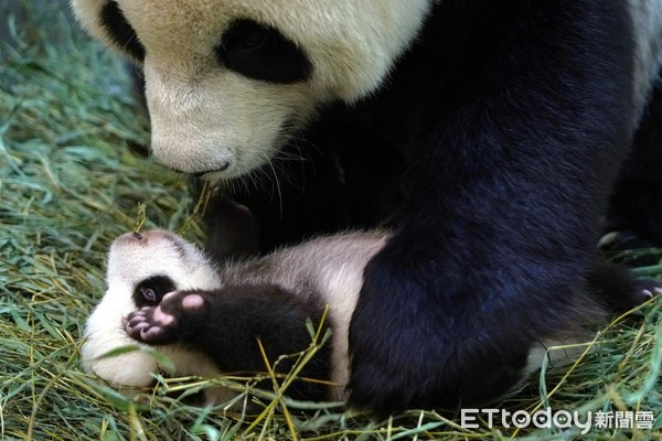 ▲圓圓：寶貝妳要快快長大哦！。（圖／臺北市立動物園提供）