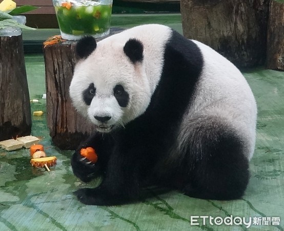 ▲圓仔：幫媽媽吃蛋糕？真是難為我了！。（圖／臺北市立動物園提供）