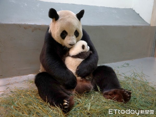 ▲圓仔妹：媽咪~祝妳生日快樂！。（圖／臺北市立動物園提供）