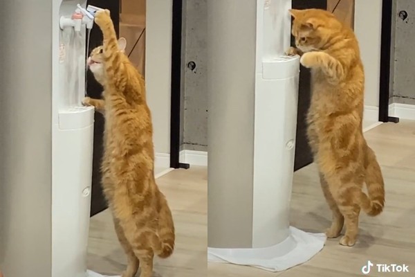 ▲橘貓靠著自己喝水。（圖／翻攝自TikTok／@tamayu_）