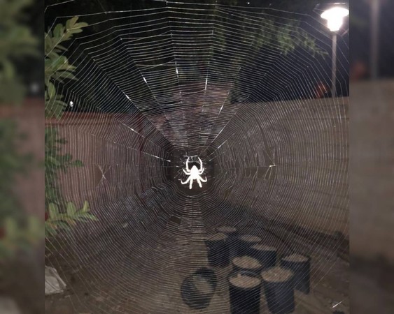 ▲賴清美議員美國同學家後院有巨型蜘蛛網。（圖／翻攝自彰化縣議員賴清美臉書）