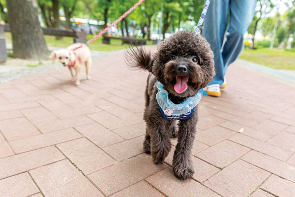 寵物情緣／愛毛孩才給追　何紫妍 收編貴賓犬陪嫁