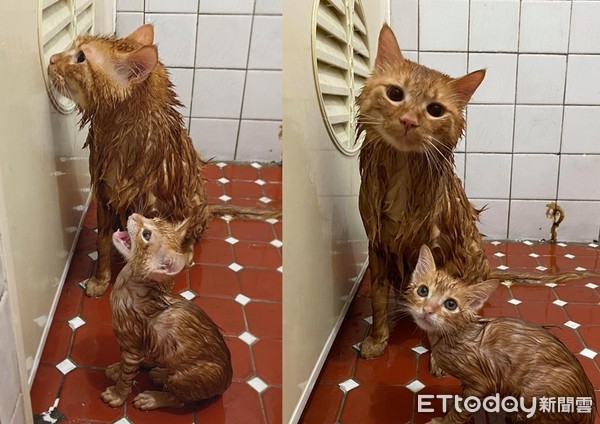 ▲▼貓咪洗澡。（圖／網友奶油獅他爹授權提供）