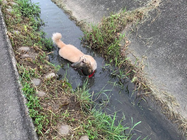 ▲▼奶油臘腸散步跳水溝秒變墨魚香腸。（圖／有點毛毛的／網友廖珮甄提供）