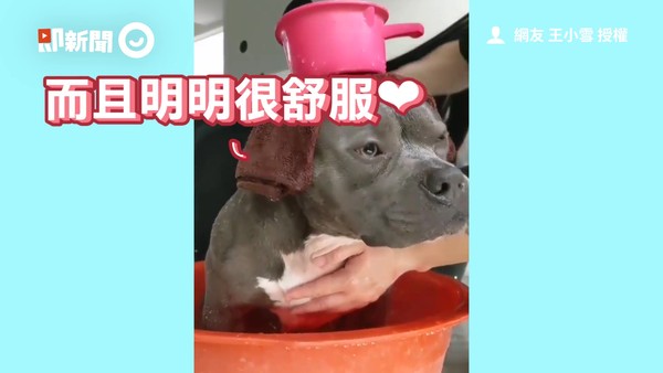 ▲▼美國惡霸犬島輝。（圖／即新聞／網友王小雪授權提供）