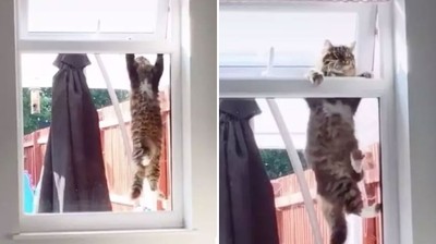 鄰居的貓天天潛入我家　「掉漆爬窗30秒」笑噴7百萬網友