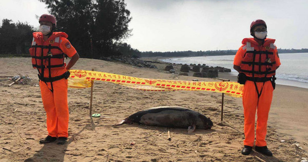 江豚擱淺在金門金湖鎮南方新頭岸際，已明顯死亡，海巡人員獲報立刻到場。（圖／翻攝畫面）