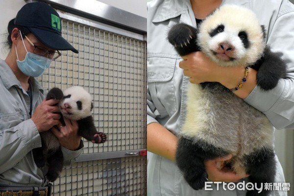 ▲▼圓寶。（圖／臺北市立動物園授權提供）