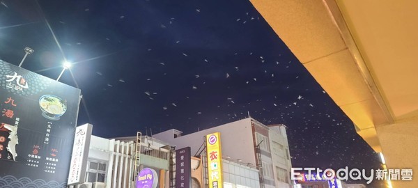 ▲▼台東市區8月底出現上萬隻家燕群聚的景象。（圖／記者楊漢聲攝）