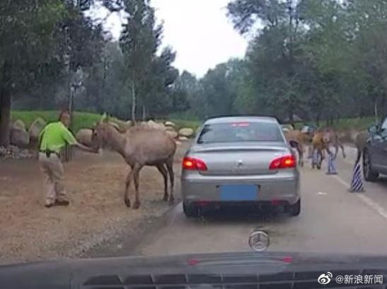 ▲▼  遊客疑似給動物喂口罩被制止 。（圖／翻攝自微博）