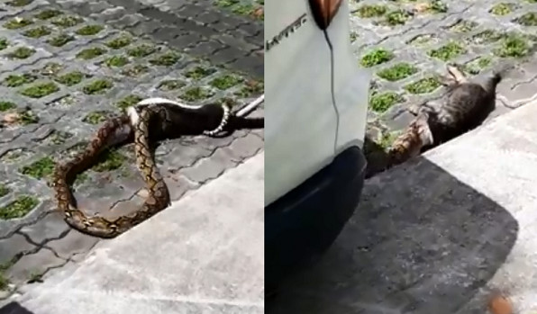 ▲▼2公尺蟒蛇路邊「生吞虎斑貓」！　從頭吃下肚拖進車底嚇壞路人。（圖／翻攝自Nature Society (Singapore)臉書社團）