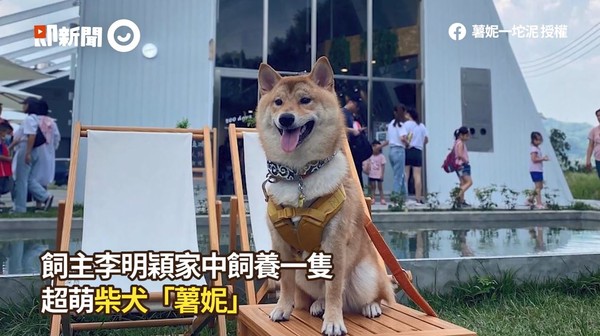 ▲▼柴犬薯妮。（圖／即新聞／薯妮一坨泥授權提供）