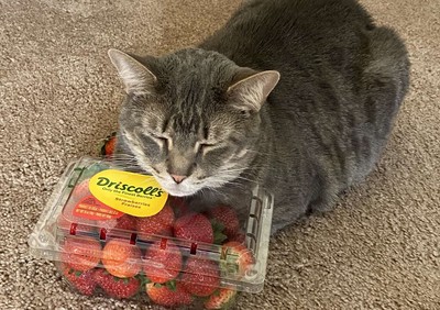 怪癖貓皇愛上草莓「每天抱著睡覺」！　奴才看傻：連玩具都不要了