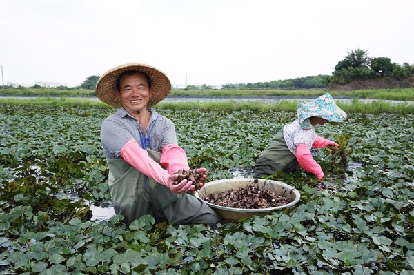 ▲▼全聯推出無毒用藥、友善耕作的「官田菱雉菱」台南菱角，即日起限定門市開賣。（圖／全聯提供）