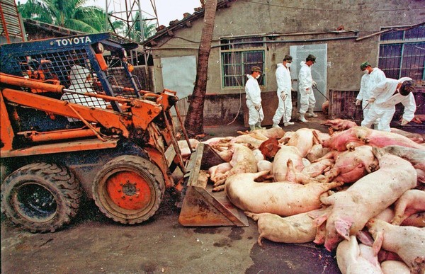 我國政府過去只要觸及開放美豬議題，就會引發大規模豬農抗爭。（達志影像）