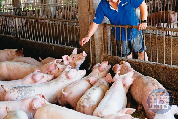 台灣從口蹄疫疫區除名，今年7月起豬肉可外銷，是開放美豬決策關鍵因素之一。圖為1997年撲殺口蹄疫豬隻。（中央社）