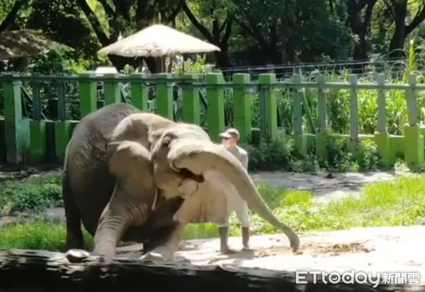 ▲非洲象阿里與張永興。（圖／壽山動物園提供，請勿隨意翻拍，以免侵權。）