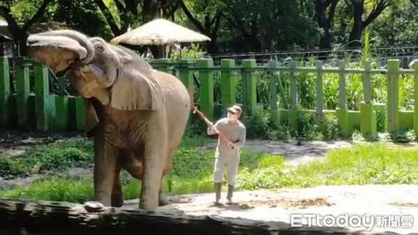 ▲非洲象阿里與張永興。（圖／壽山動物園提供，請勿隨意翻拍，以免侵權。）