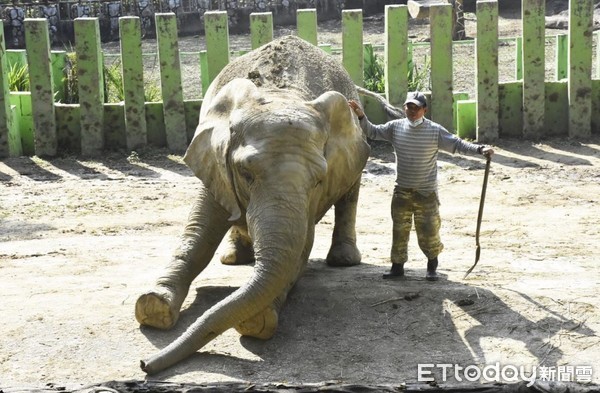 ▲非洲象阿里與張永興。（圖／壽山動物園提供，請勿隨意翻拍，以免侵權。）