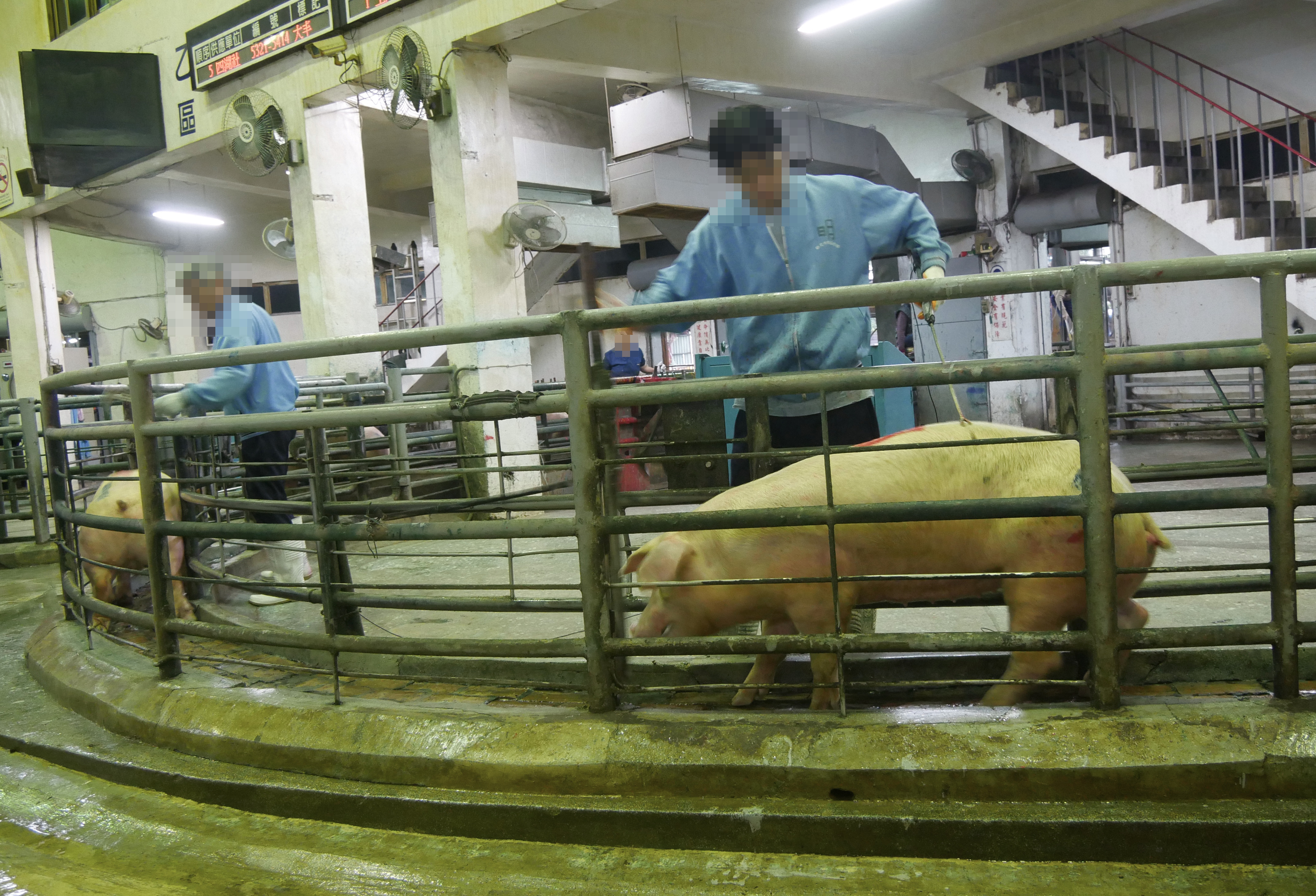 ▲▼豬隻運輸活體拍賣屠宰。（圖／台灣動物社會研究會提供）