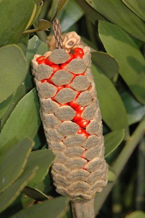 ▲台北典藏植物園「幸運草鐵樹」。（圖／公園處提供）