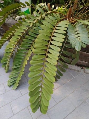 ▲台北典藏植物園「幸運草鐵樹」。（圖／公園處提供）