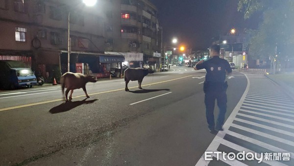 ▲ 水牛深夜逛大街趴趴走 基隆警化身「馴獸師」疏導車流安全。（圖／記者郭世賢翻攝）