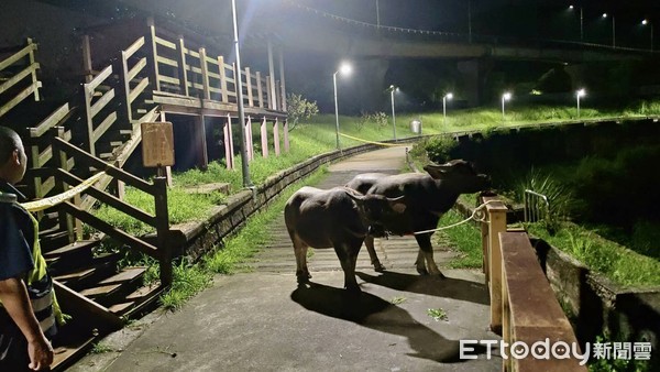 ▲ 水牛深夜逛大街趴趴走 基隆警化身「馴獸師」疏導車流安全。（圖／記者郭世賢翻攝）