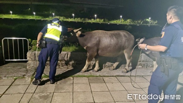 ▲ 水牛深夜逛大街趴趴走 基隆警化身「馴獸師」疏導車流安全。（圖／記者郭世賢翻攝）