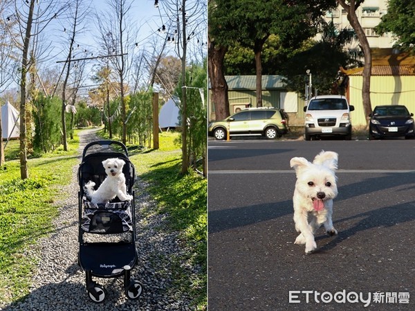 ▲▼媽曾反對養狗，如今卻穿著狗衣出門。（圖／網友Eddie Lin授權提供）