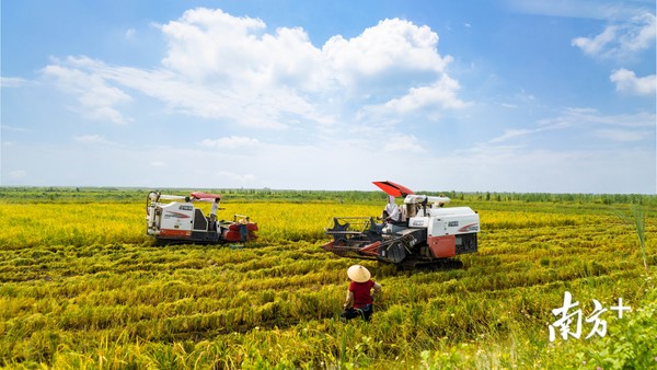 ▲▼廣東「海水稻」展開收割　總產量估1600噸「10月首次上市銷售」。（圖／翻攝南方日報）