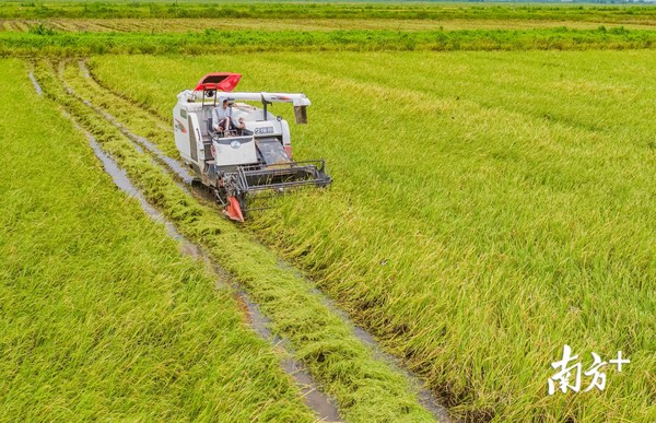 ▲▼廣東「海水稻」展開收割　總產量估1600噸「10月首次上市銷售」。（圖／翻攝南方日報）