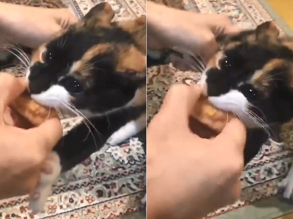▲▼貓咪偷吃炸雞塊。（圖／翻攝自Twitter@toki_sagase）