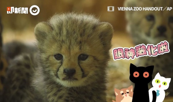 ▲▼獵豹。（圖／即新聞／VIENNA ZOO HANDOUT／AP提供）