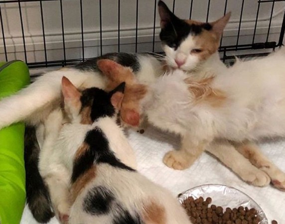 ▲▼浪浪佩妮和牠的貓寶寶們幸運獲救。（圖／翻攝自Little Wanderers NYC）
