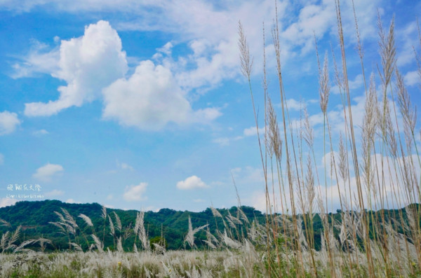 ▲苗栗芒花草。（圖／攝影師《飛翔在天際》提供，請勿隨意翻拍，以免侵權。）