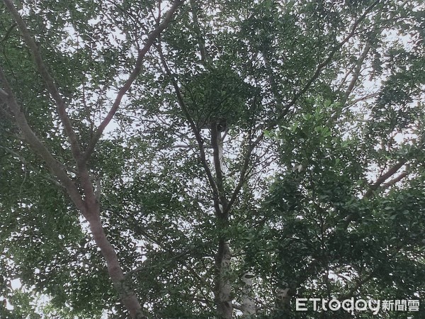 ▲直徑約60公分的虎頭蜂巢高高掛在小葉欖仁樹上，如果不是特別注意觀察，還真很難發現。（圖／玉里分局提供，下同）