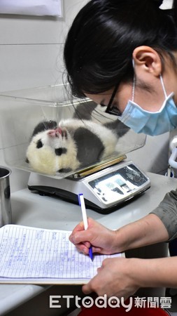 貓熊圓寶71日齡視力增強。（圖／台北市立動物園提供）