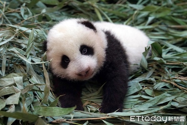 貓熊圓寶71日齡視力增強。（圖／台北市立動物園提供）