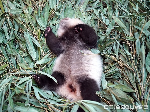 貓熊圓寶71日齡視力增強。（圖／台北市立動物園提供）