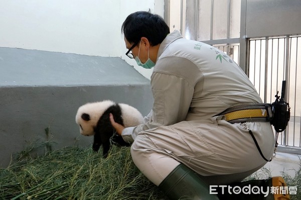 貓熊圓寶71日齡視力增強。（圖／台北市立動物園提供）