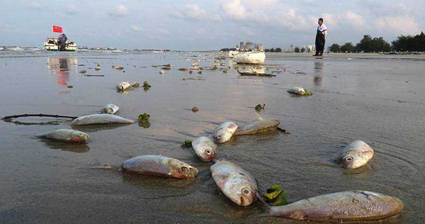 沙灘上遍布死魚，而且魚種都為單一品種，目前還不知道發生的原因。（圖／翻攝自南華早報）