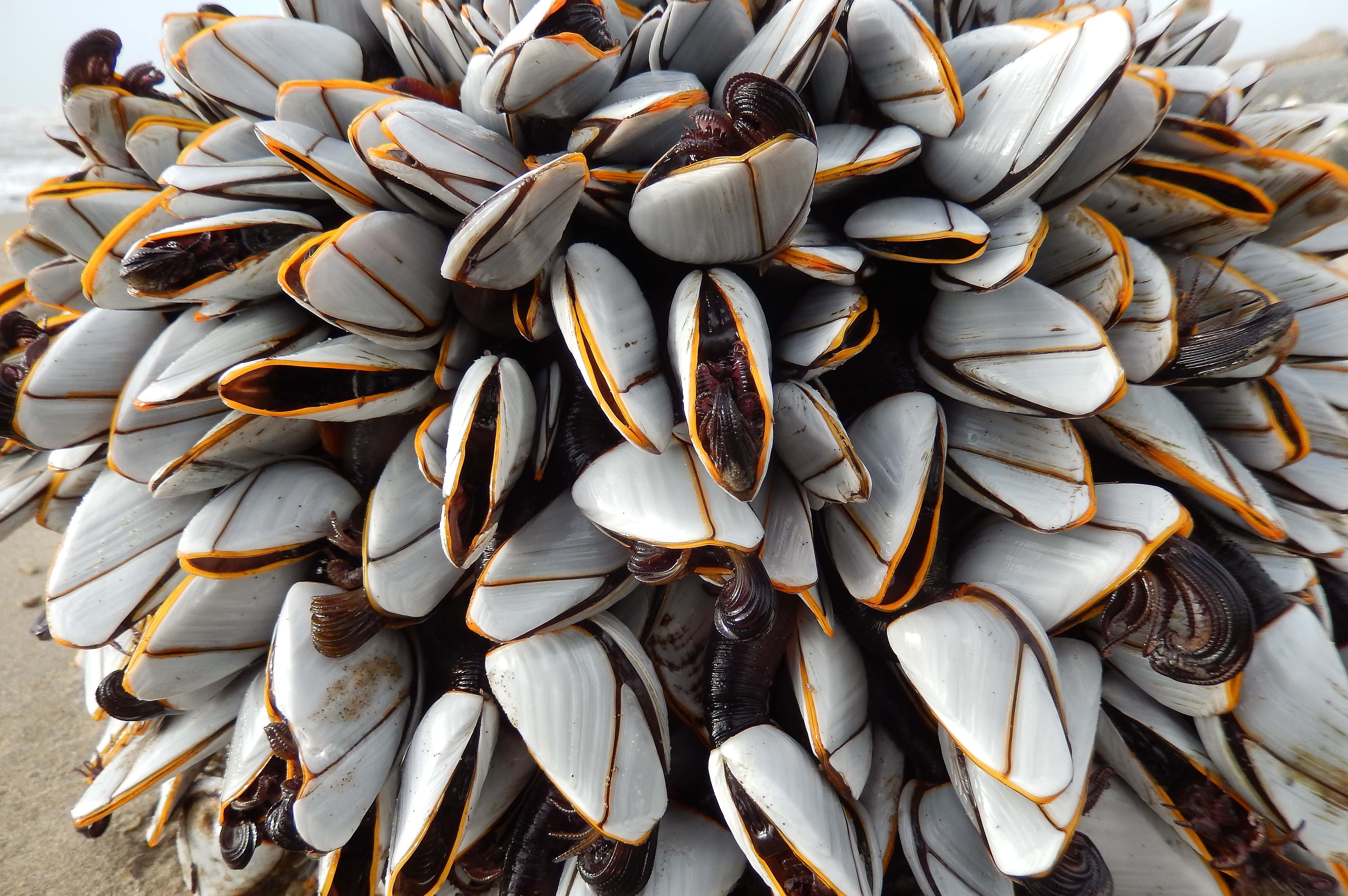 整根長滿 2千隻觸手 噁心生物漂上陸上網一查 竟要天價 Ettoday寵物雲 Ettoday新聞雲