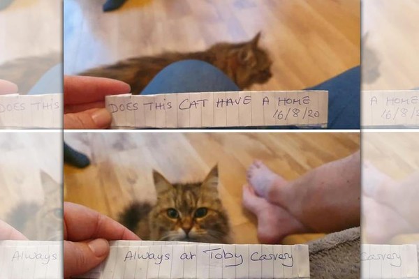 每天出門溜搭的貓咪圖拉，某天帶著紙條回家，讓雙面生活曝了光。（IG@tula_queencat）