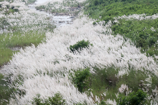 ▲秋季芒花。（圖／部落客《旅行好有趣》提供，請勿隨意翻拍，以免侵權。）