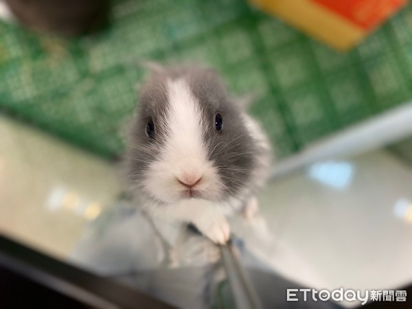 ▲▼寵物雲苗栗苑裡店「小小動物園」。（圖／東森寵物雲商店）