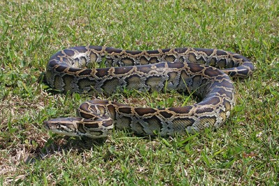 印尼54歲婦採橡膠「遭6公尺蟒蛇活活吃掉」　剖開後全場驚呆